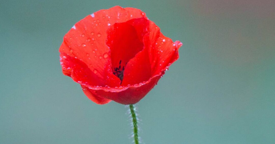 La planta de la amapola: características y aspectos destacados